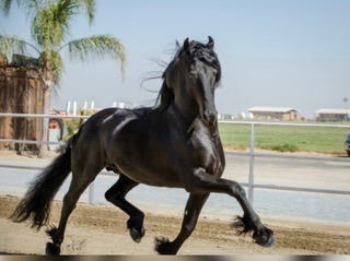 Wybren FB 464 Sport AA