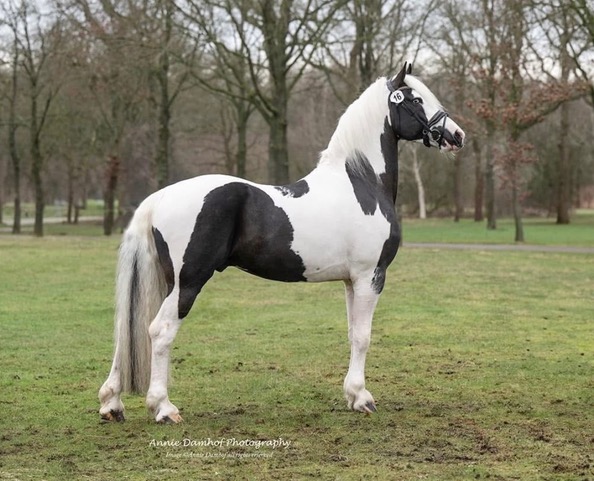 Imperium BP 97 Sport