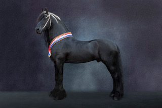 Alwin FB 469 Sport Preferent AAA