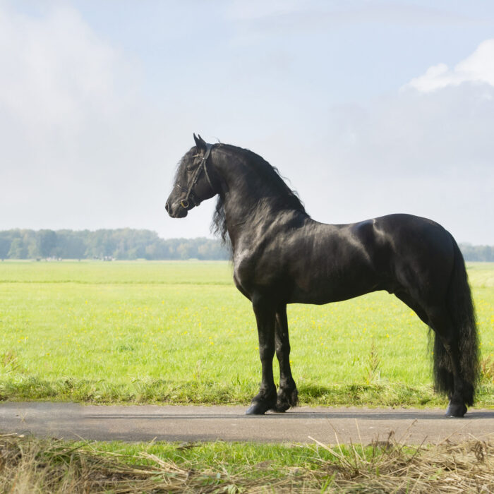 Omer FB 493 Sport AA