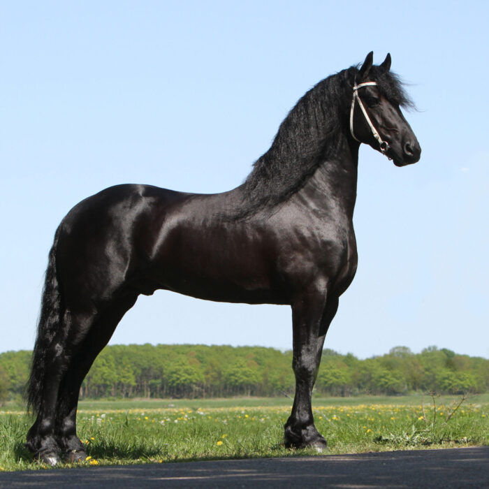 Thorben FB 466 Sport Elite AAA