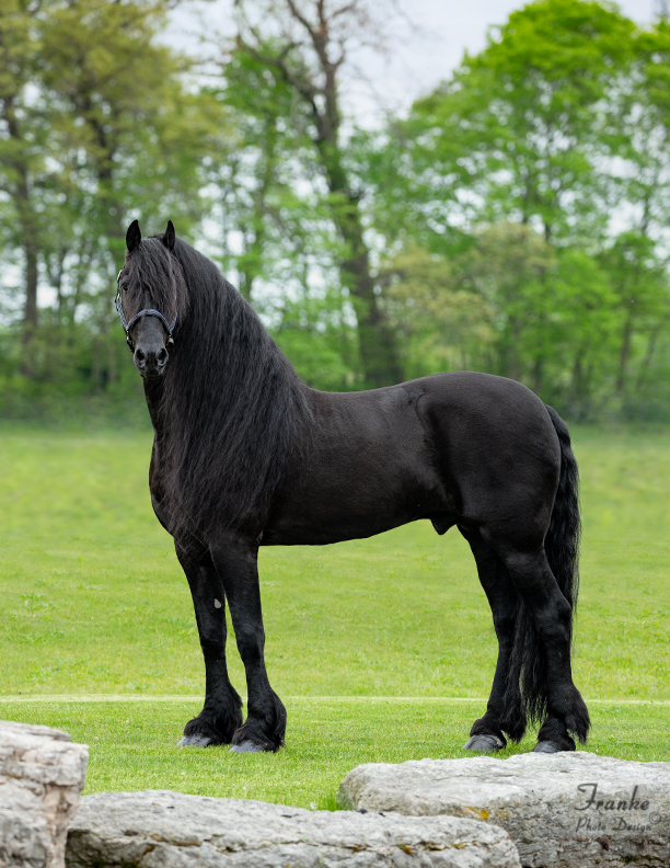 Tsjalle FB 454 Sport Elite Preferent AAA